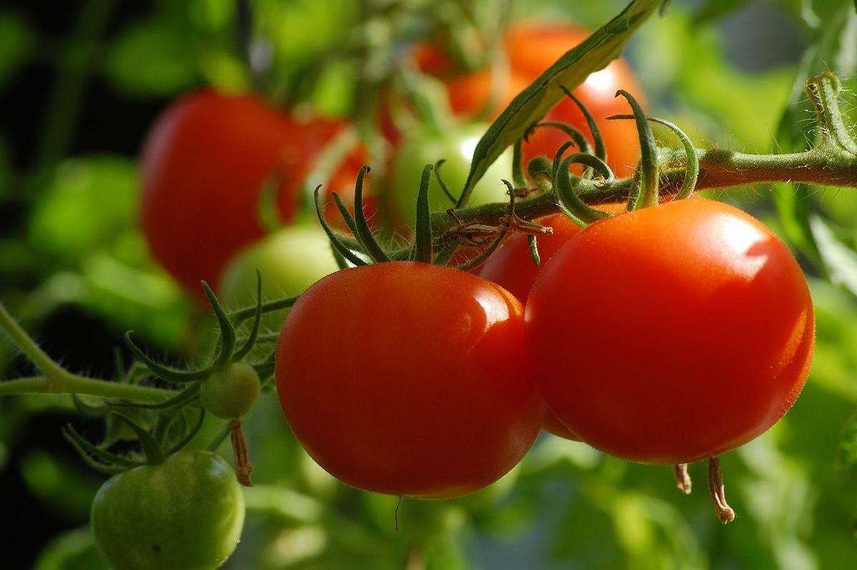 томаты и помидоры в чем разница