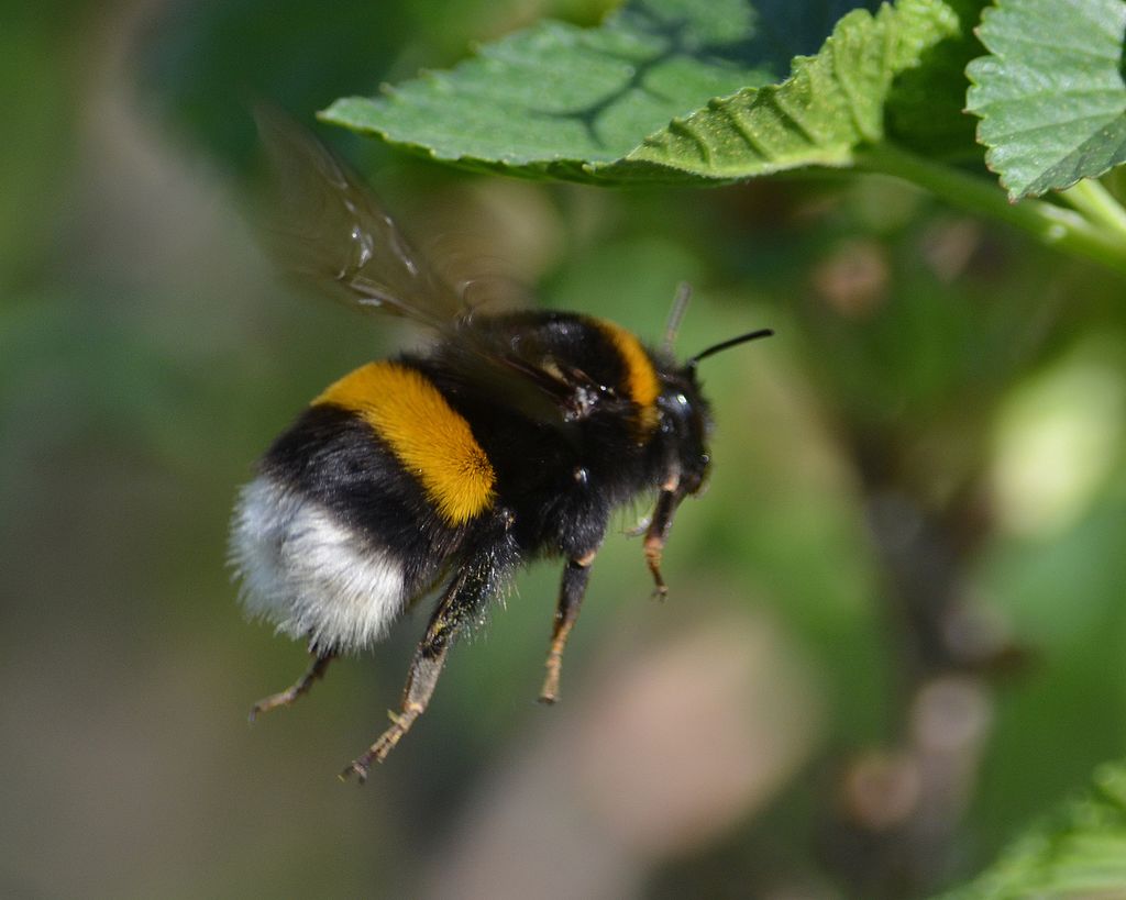 Пчела и шмель - кто это и отличия