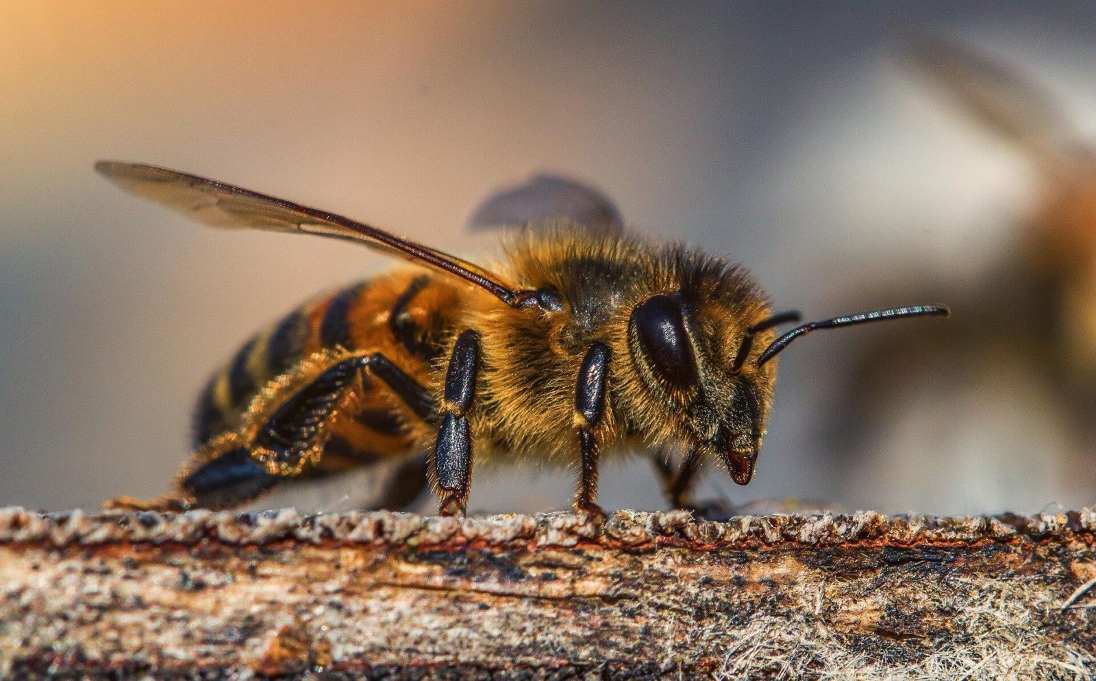 Пчела и оса – кто это и отличия