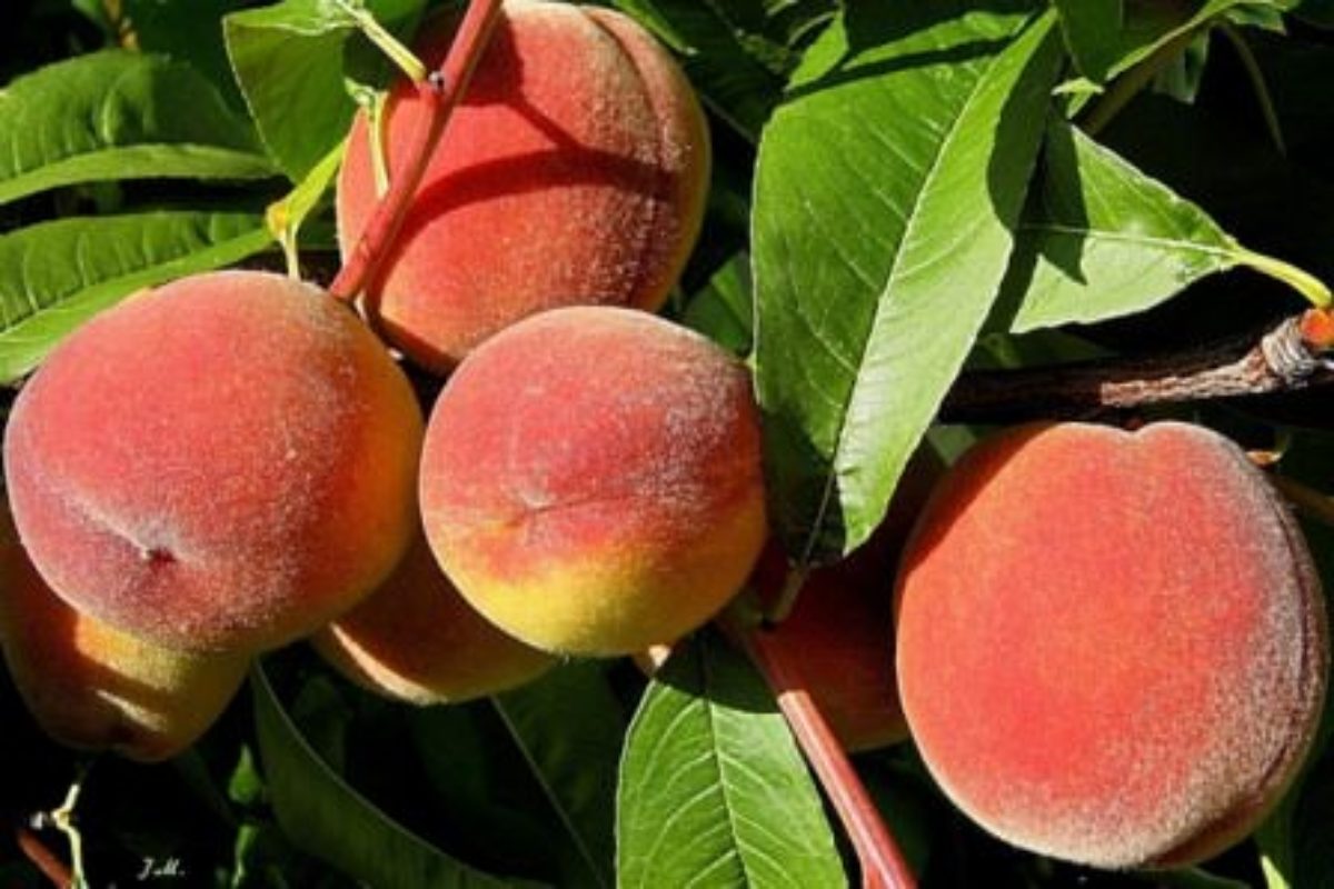 Абрикос и персик – что это и отличия