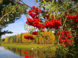 Калина и рябина отличие фото и описание