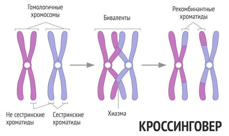 Мейоз кроссинговер. Гомологичные хромосомы в мейозе. Биваленты хромосом.