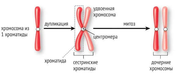 Образование четырех клеток образование однохроматидных хромосом. Однохроматидная хромосома строение. Строение двухроматидные хромосомы. Строение хроматиды. Y хромосома.
