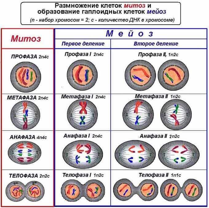 Схема фаз мейоза