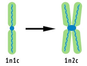 из 1n1c в 1n2c - репликация ДНК