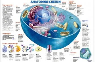 Строение животной клетки
